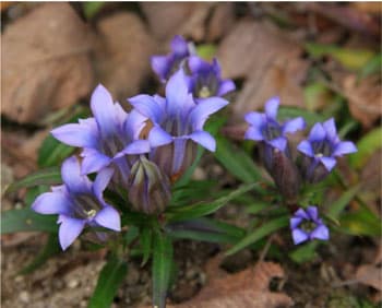 リンドウ（リンドウ科）