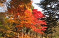 園内の紅葉(１０月中旬)