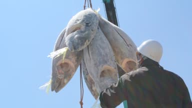 尾鷲もちもちマグロ