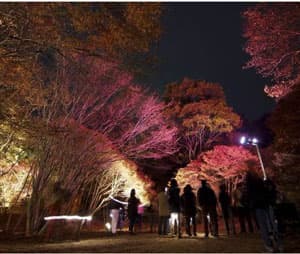 夜のもみじ散策（イメージ）