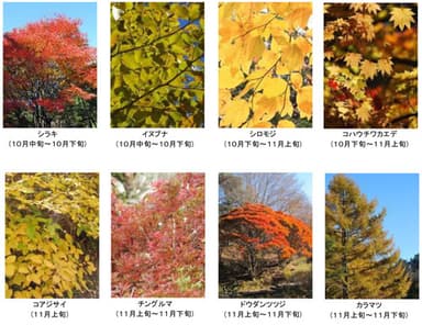 六甲高山植物園の紅葉木