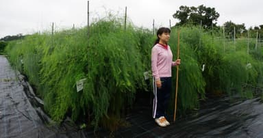 当年定値で日本最大級の成長をみせるアスパラガス