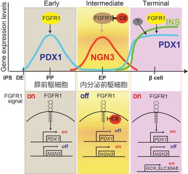 Fig D