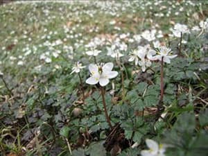 バイカオウレン