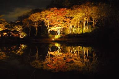 今年度のライトアップの様子(10月30日)