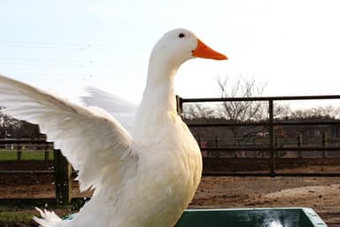 アヒル