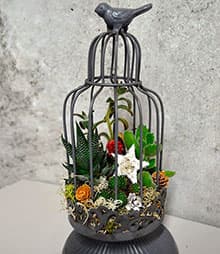 多肉植物のアレンジメント（イメージ）