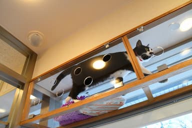 肉球などが見えるキャットウォーク 2