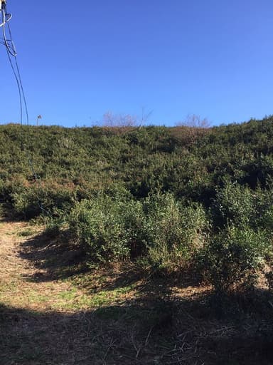 他の植物とお茶が共存する茶園