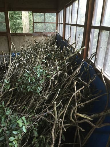 お茶の木を茎ごと使用