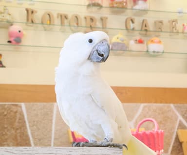 タイハクオウムのタイチくん(表参道店)