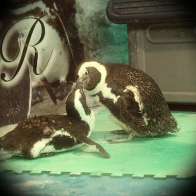 仲のいいペンギンたち