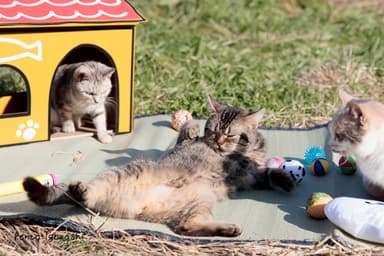 屋外ねこあつめセット1
