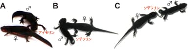 生殖行動に関わる両性のフェロモン(日本語)