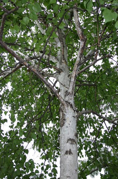 シラカバエキス