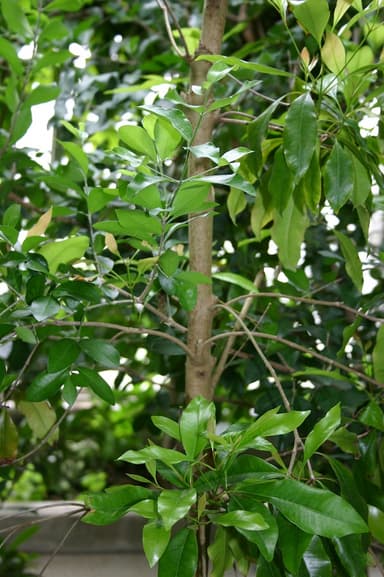 チョウジエキス