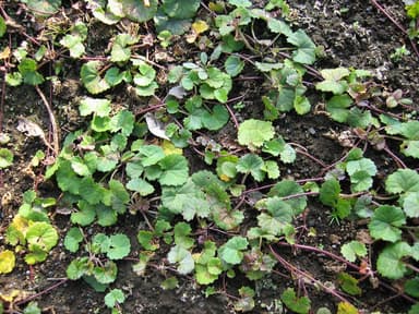 ツボクサエキス