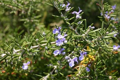 ローズマリーエキス
