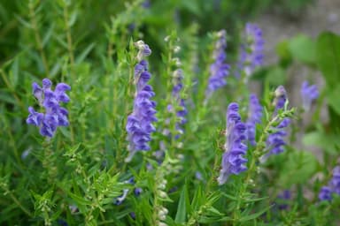 オウゴンエキス