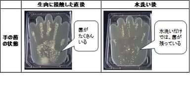 手の菌の状態