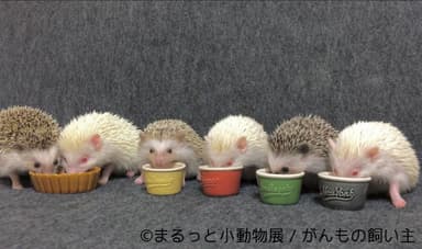展示予定作品(10)