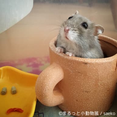 展示予定作品(11)