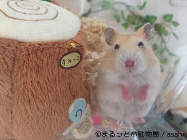 展示予定作品(14)