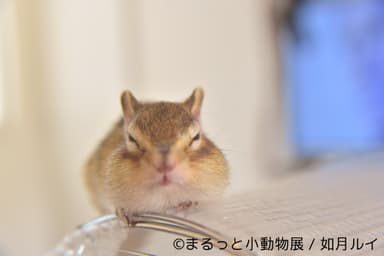 展示予定作品(15)