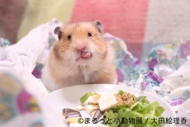 展示予定作品(2)