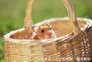 展示予定作品(3)