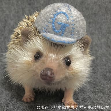 展示予定作品(6)