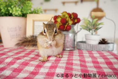 展示予定作品(8)