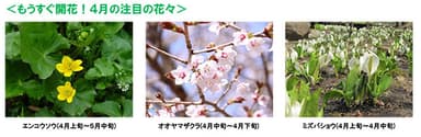 もうすぐ開花！４月の注目の花々