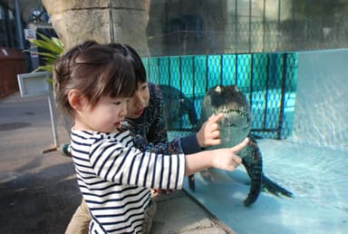 ワニを間近で観察