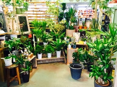 felice姫路店GREENコーナー1