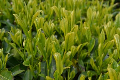 伊勢茶の展示