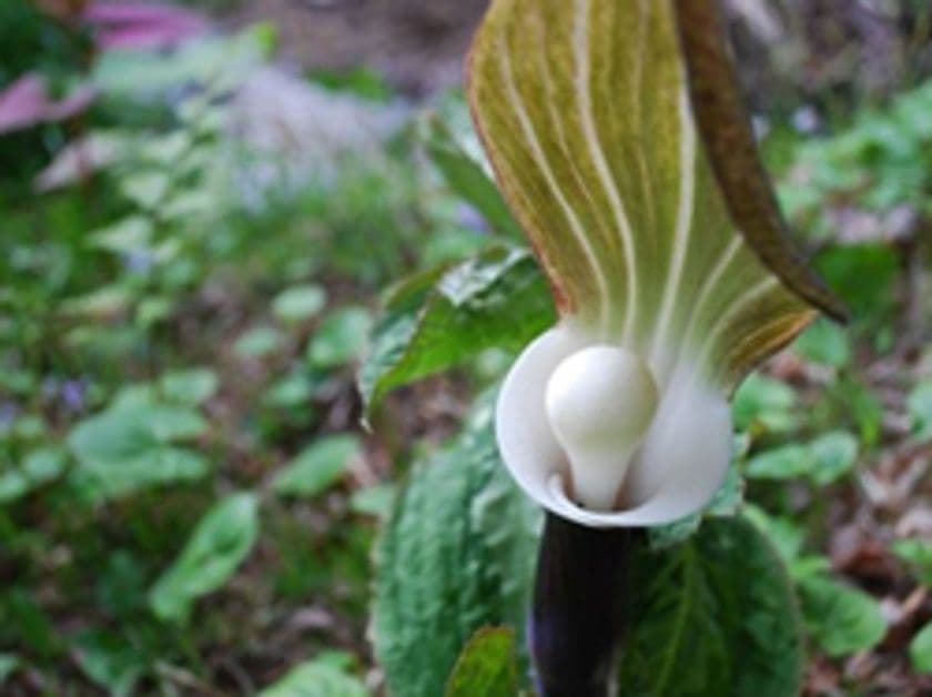 六甲高山植物園　変わった形の植物を大特集　「珍奇植物展～ユキモチソウとその仲間たち～」　4月22日（土）スタート