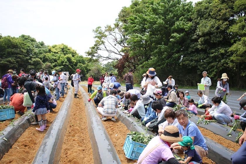 2015年10月オープンから累計来場者数30万人を突破！
日本初・さつまいもと農業のテーマパーク
「なめがたファーマーズヴィレッジ」
農業体験アクティビティ「さつまいも苗植え体験」
5月3日(祝・水)スタート！