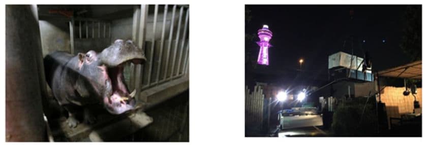 メキシコから大阪市の天王寺動物園へ、カバを輸送しました！ 