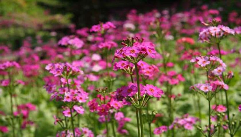 六甲高山植物園　ベストシーズン
～重なり広がるピンク色の絨毯～
約5,000株のクリンソウが見頃を迎えました！