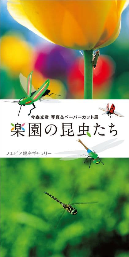 【ノエビア銀座ギャラリー】
今森光彦　写真＆ペーパーカット展
「楽園の昆虫たち」開催