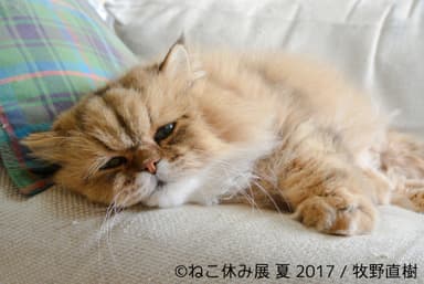 展示予定作品(14)