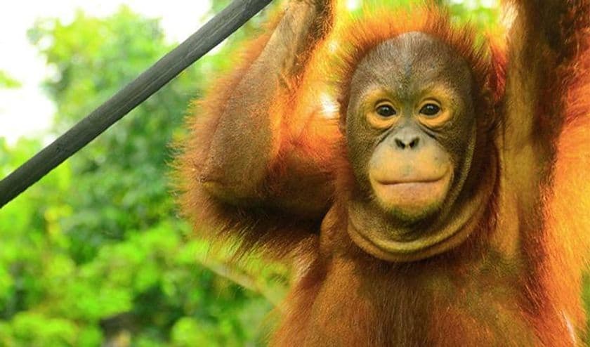 木製食器を通じたオランウータン保護プロジェクト始動