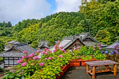 柳谷観音のあじさい風景