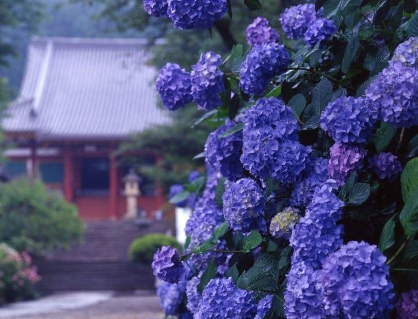 ～関西随一のあじさい寺～
矢田寺への臨時バスを運行します