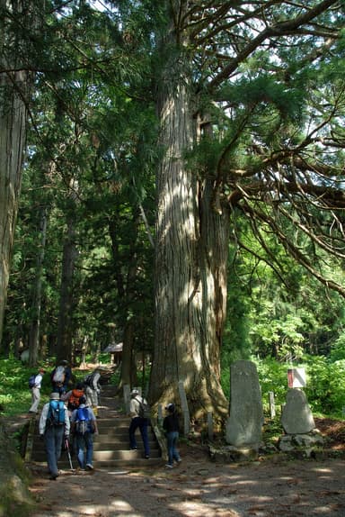 熊野神社の老杉群
