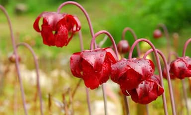 サラセニア(花)