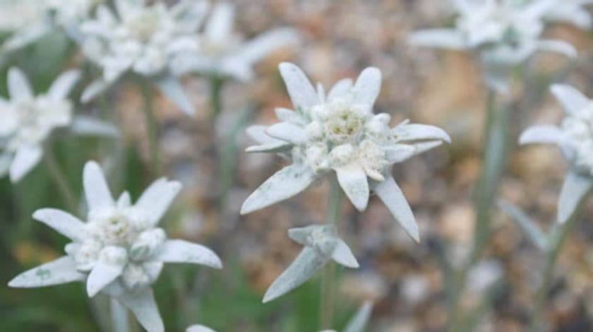 六甲高山植物園　ヨーロッパアルプスに咲く憧れの花
「エーデルワイス」が見頃を迎えました！