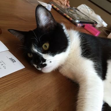企画打合せ中のネコ