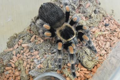 タランチュラ